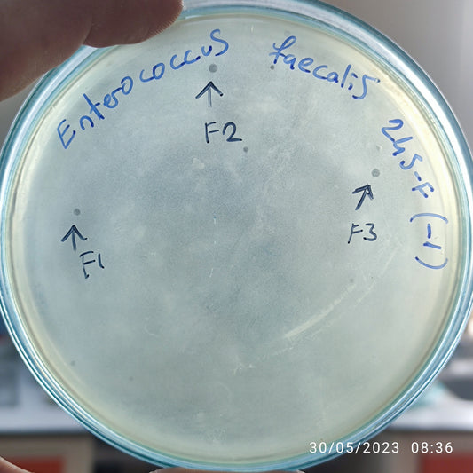 Enterococcus faecalis bacteriophage 110245F