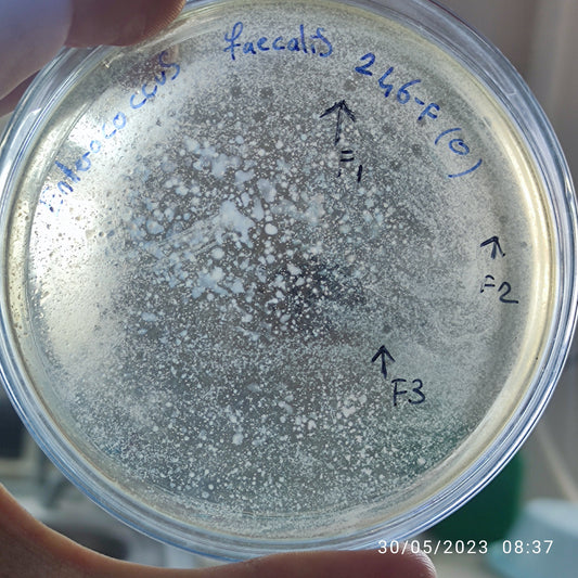 Enterococcus faecalis bacteriophage 110246F