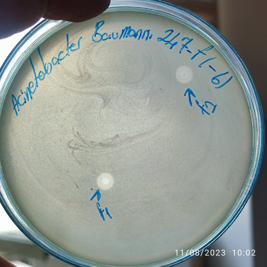 Acinetobacter baumannii bacteriophage 120247F