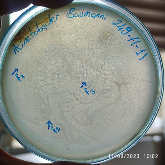 Acinetobacter baumannii bacteriophage 120249F