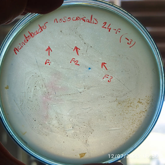Acinetobacter nosocomialis bacteriophage 128024F