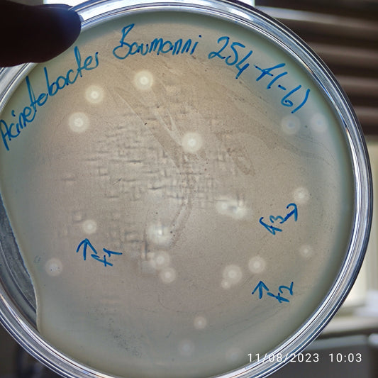 Acinetobacter baumannii bacteriophage 120254F