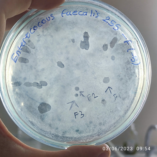 Enterococcus faecalis bacteriophage 110255F