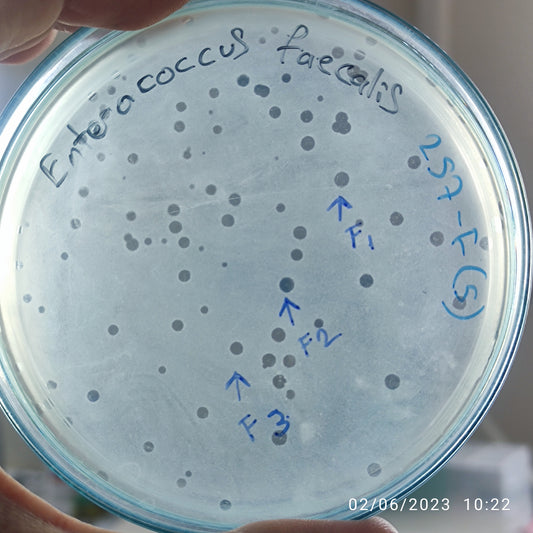 Enterococcus faecalis bacteriophage 110257F