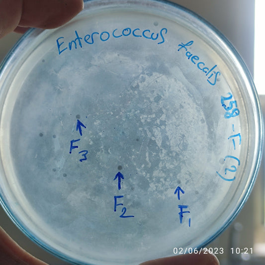 Enterococcus faecalis bacteriophage 110258F