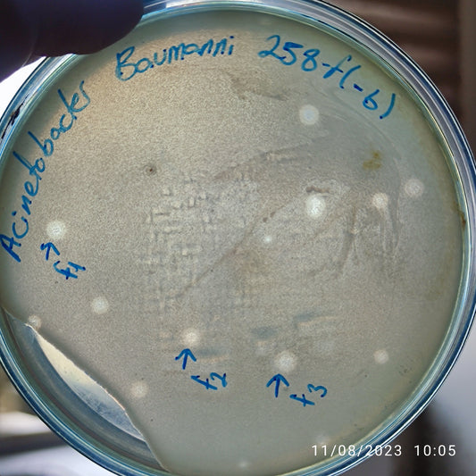 Acinetobacter baumannii bacteriophage 120258F