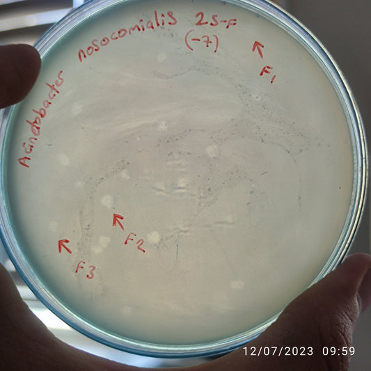Acinetobacter nosocomialis bacteriophage 128025F