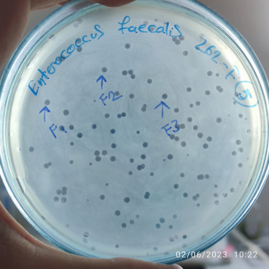 Enterococcus faecalis bacteriophage 110262F