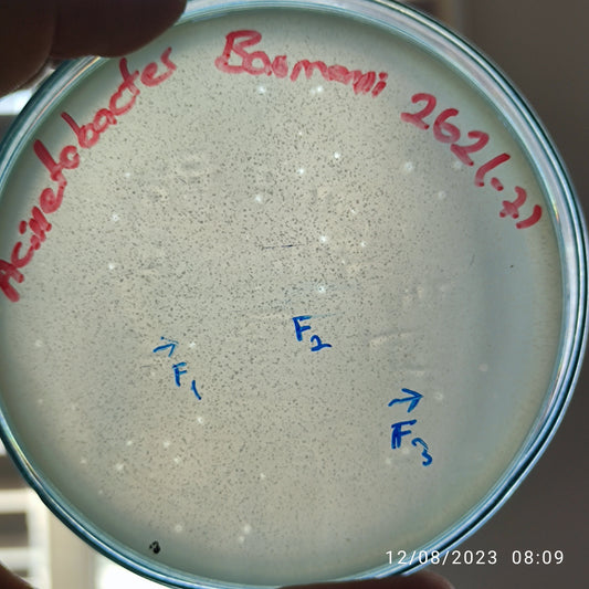 Acinetobacter baumannii bacteriophage 120262F