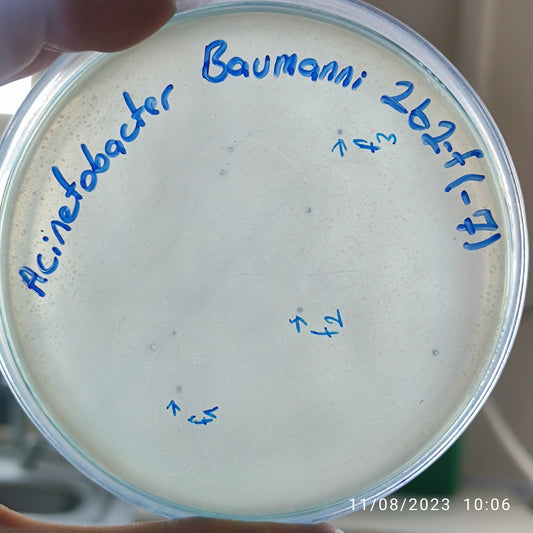 Acinetobacter baumannii bacteriophage 120267F