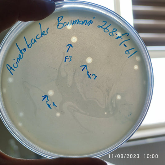 Acinetobacter baumannii bacteriophage 120268F