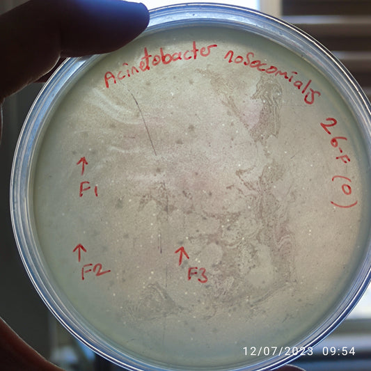 Acinetobacter nosocomialis bacteriophage 128026F