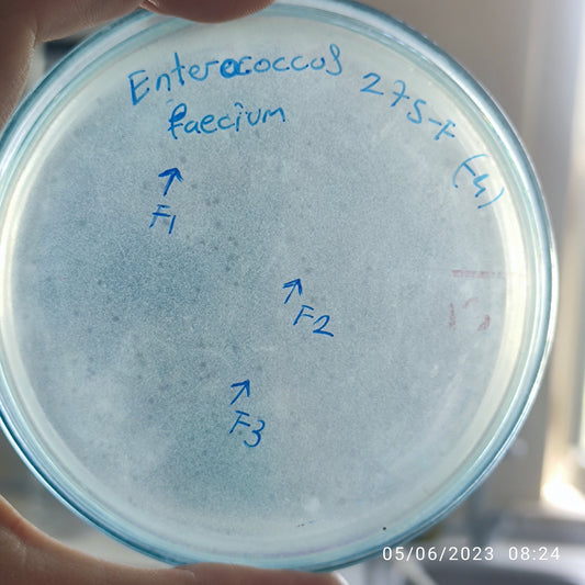 Enterococcus faecium bacteriophage 110275F