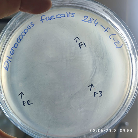 Enterococcus faecalis bacteriophage 110284F