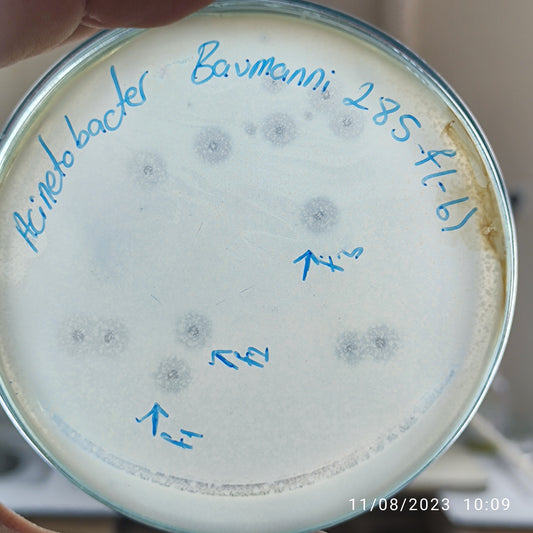 Acinetobacter baumannii bacteriophage 120285F