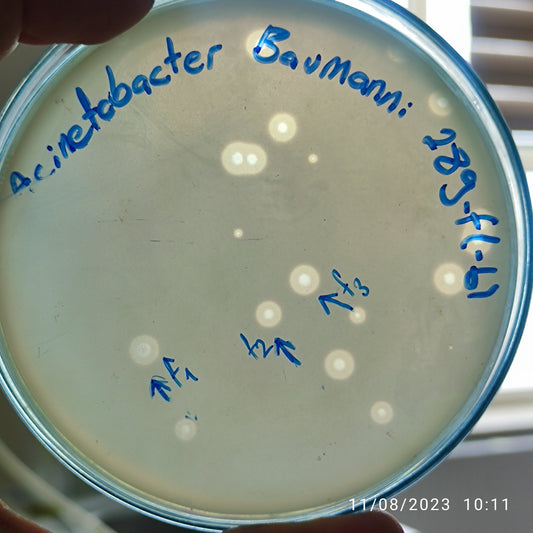 Acinetobacter baumannii bacteriophage 120289F