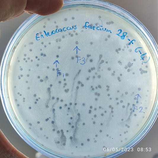 Enterococcus faecium bacteriophage 110028F