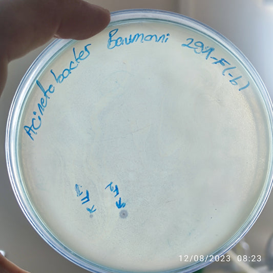 Acinetobacter baumannii bacteriophage 120291F