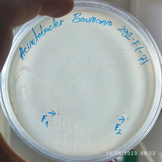 Acinetobacter baumannii bacteriophage 120292F