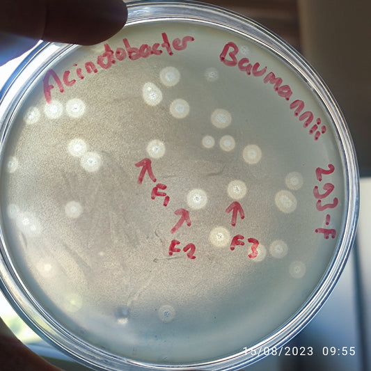 Acinetobacter baumannii bacteriophage 120293F