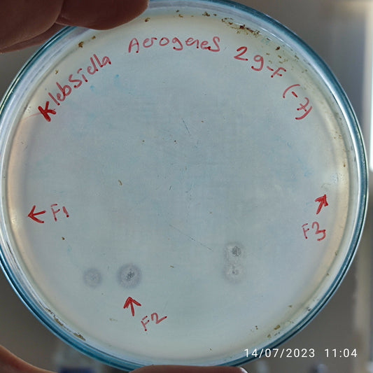 Klebsiella aerogenes bacteriophage 188029F