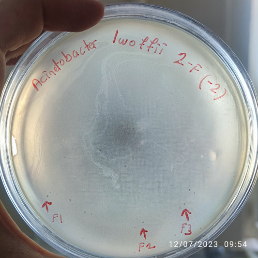 Acinetobacter lwoffii bacteriophage 128002F