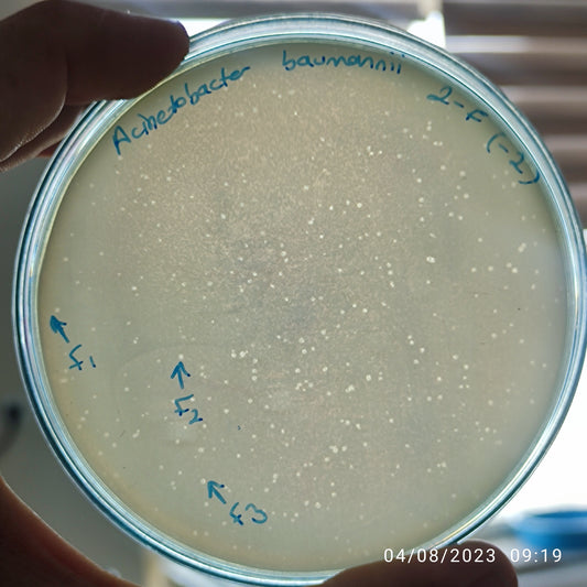 Acinetobacter baumannii bacteriophage 120002F