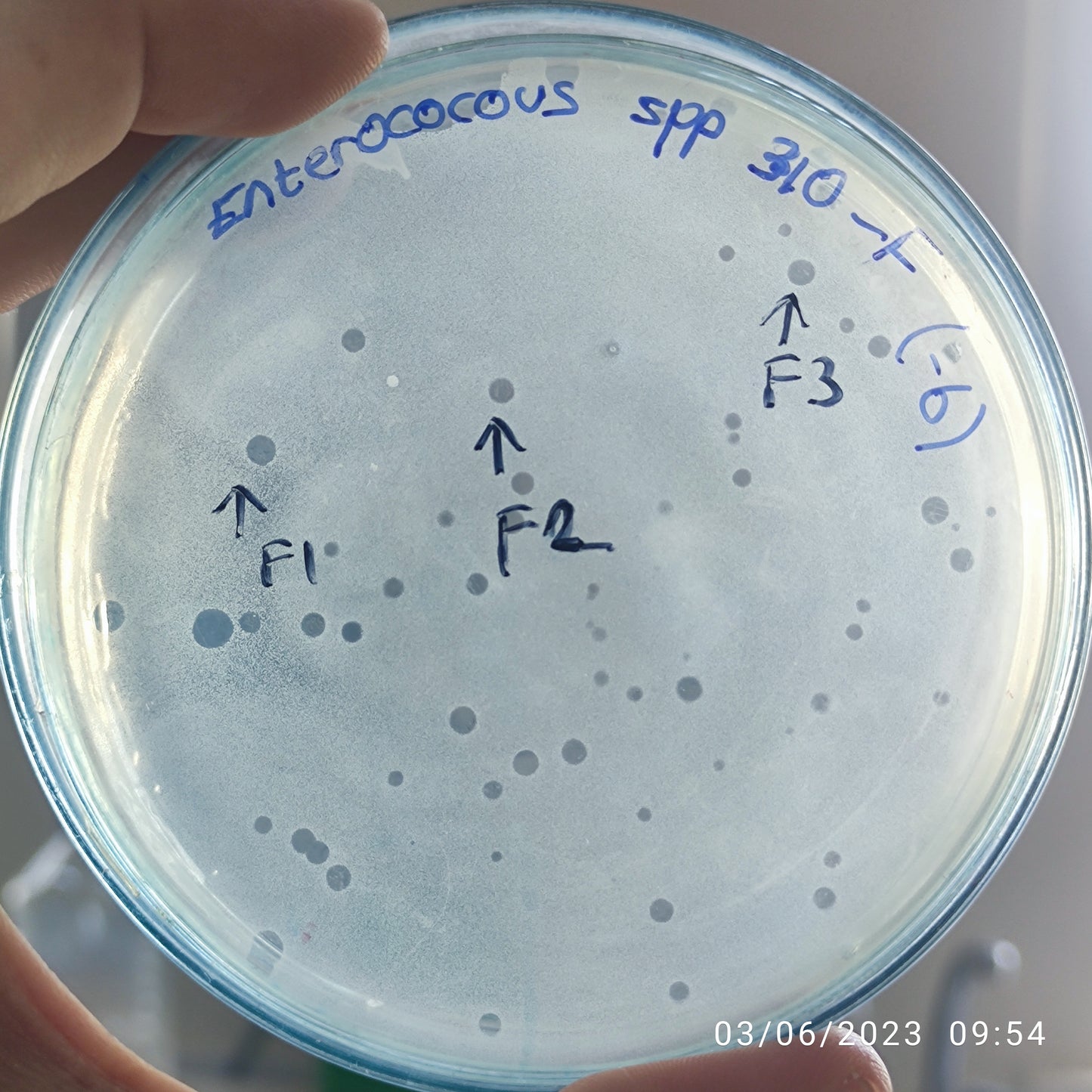 Enterococcus bacteriophage 110310F