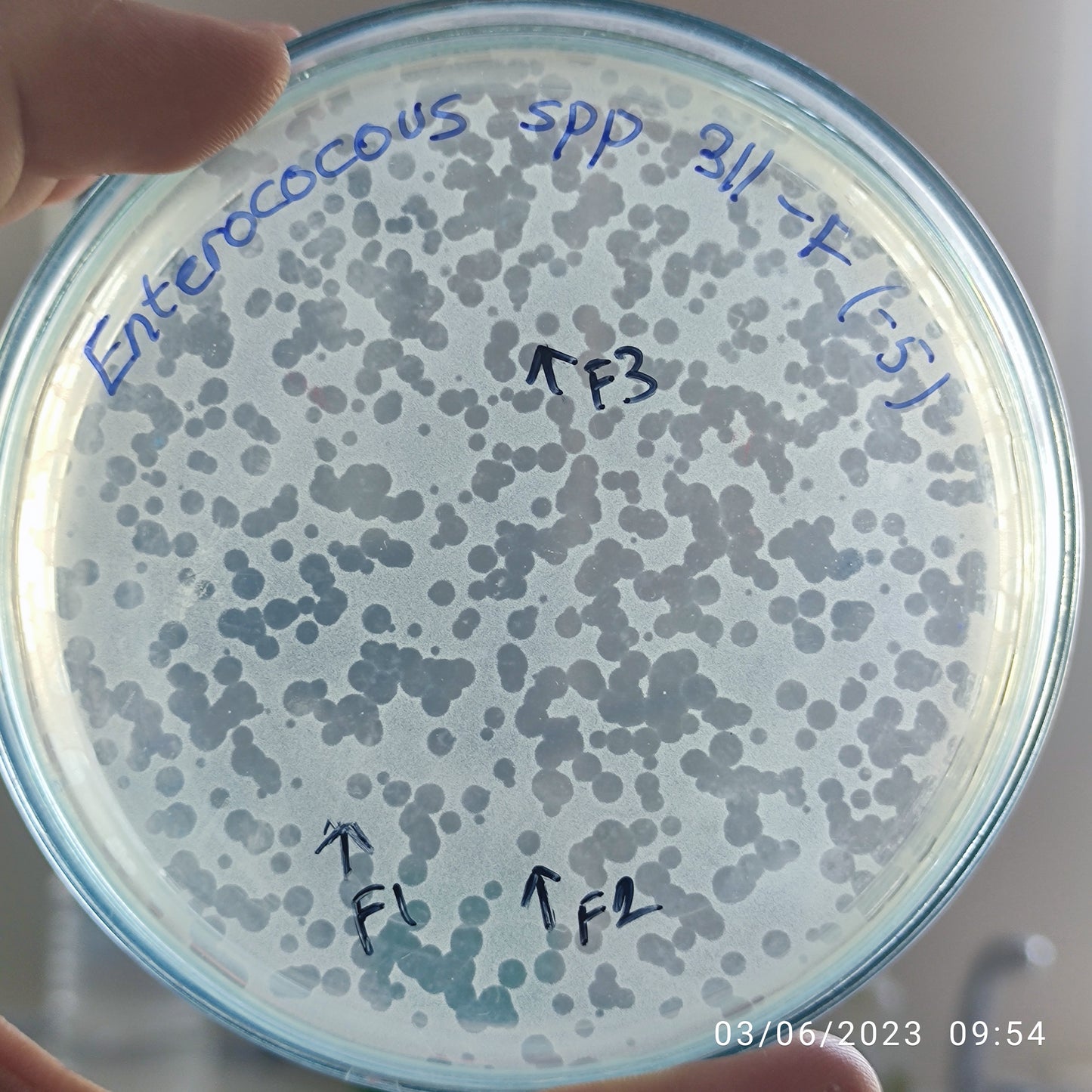 Enterococcus bacteriophage 110311F