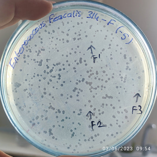 Enterococcus faecalis bacteriophage 110314F