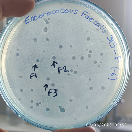 Enterococcus faecalis bacteriophage 110315F