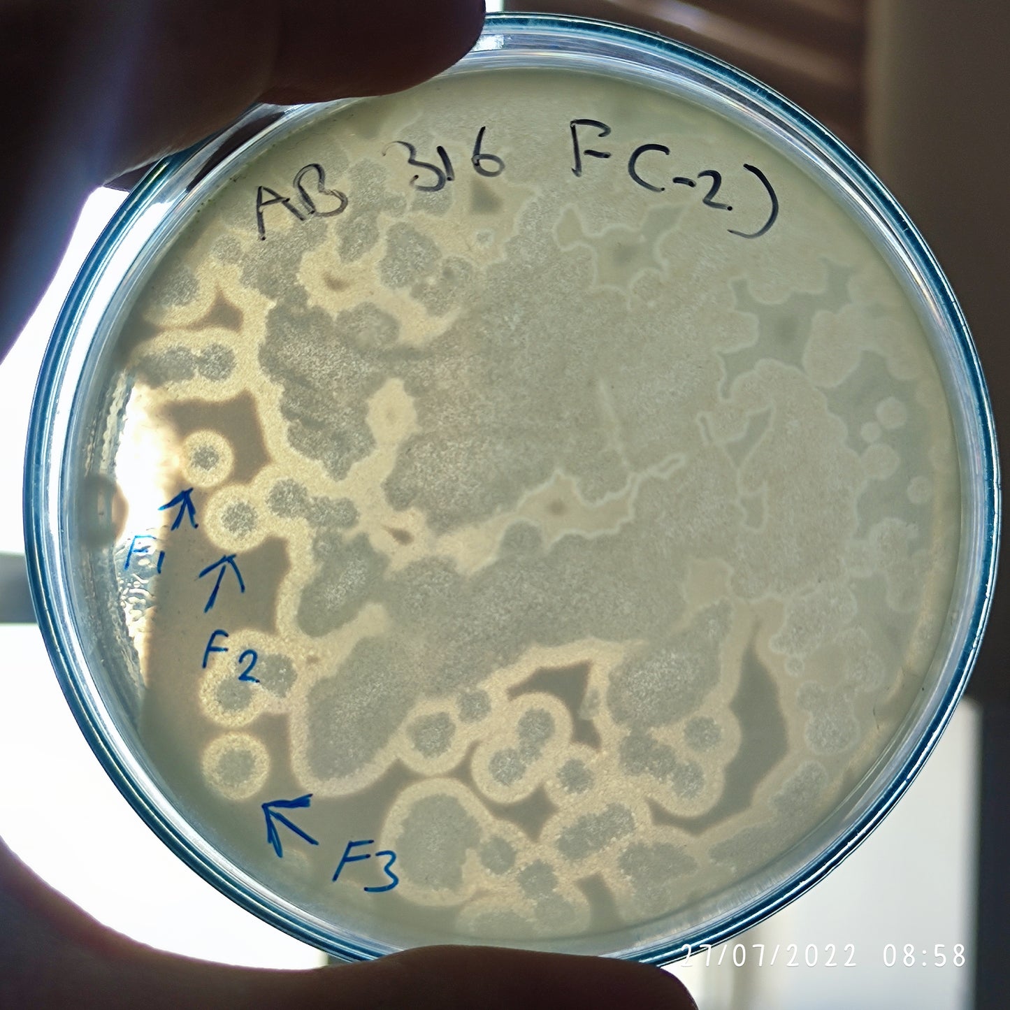 Acinetobacter baumannii bacteriophage 120316F