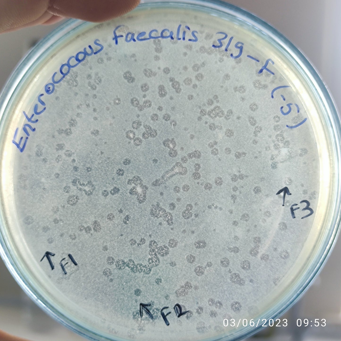 Enterococcus faecalis bacteriophage 110319F