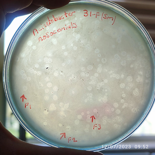 Acinetobacter nosocomialis bacteriophage 128031F