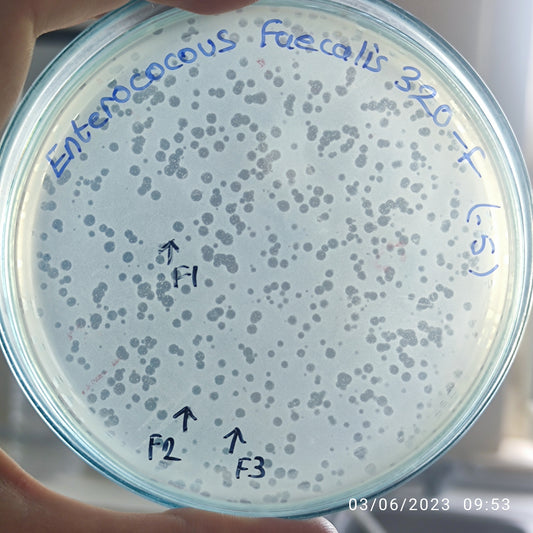 Enterococcus faecalis bacteriophage 110320F