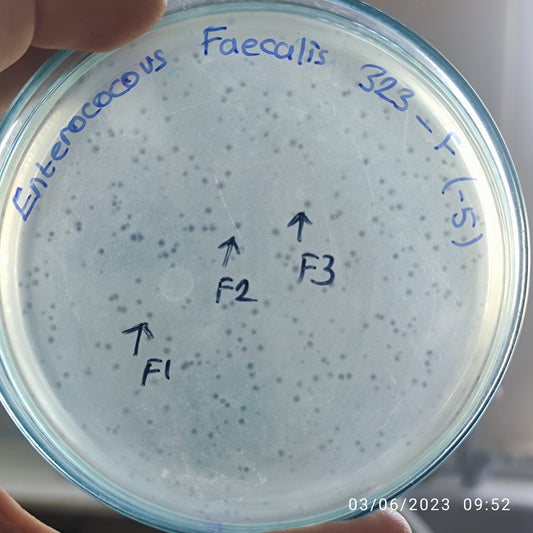 Enterococcus faecalis bacteriophage 110323F