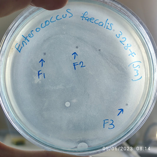 Enterococcus faecalis bacteriophage 110328F