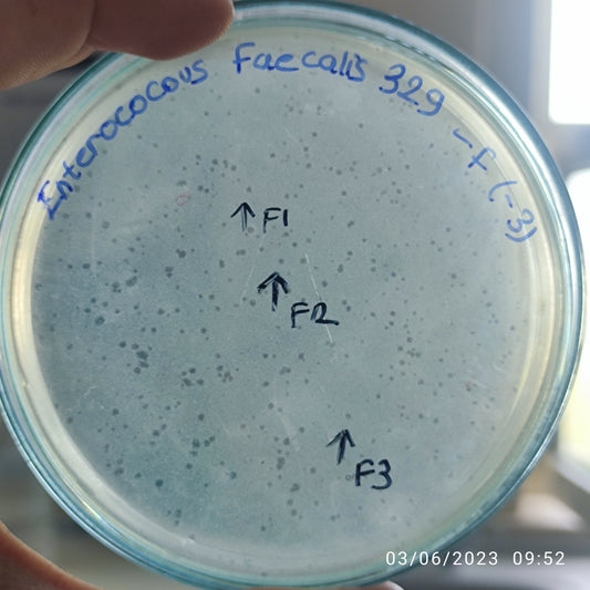 Enterococcus faecalis bacteriophage 110329F