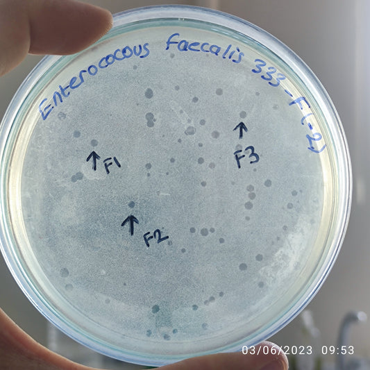 Enterococcus faecalis bacteriophage 110333F