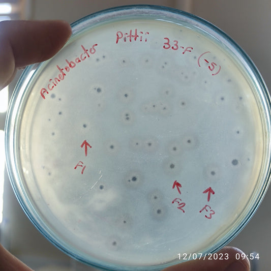 Acinetobacter pittii bacteriophage 128033F