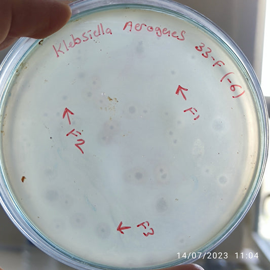 Klebsiella aerogenes bacteriophage 188033F