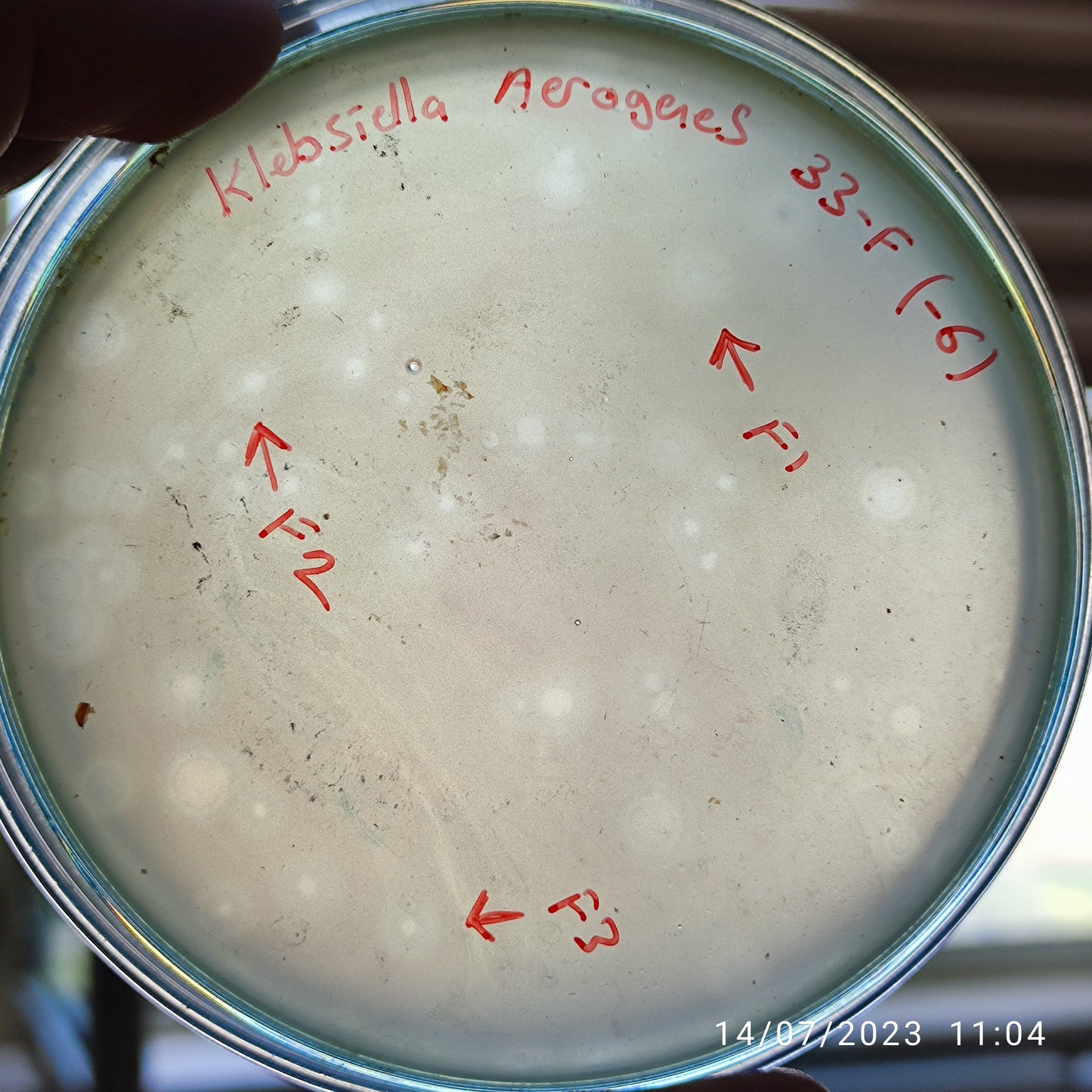Klebsiella aerogenes bacteriophage 188033F