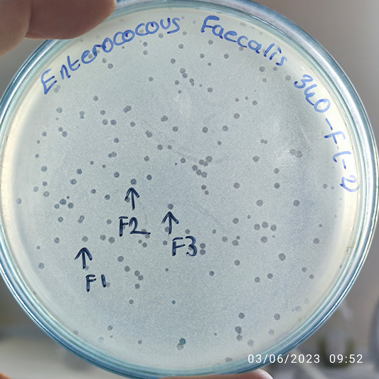 Enterococcus faecalis bacteriophage 110340F