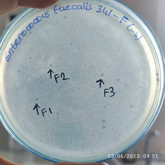Enterococcus faecalis bacteriophage 110341F