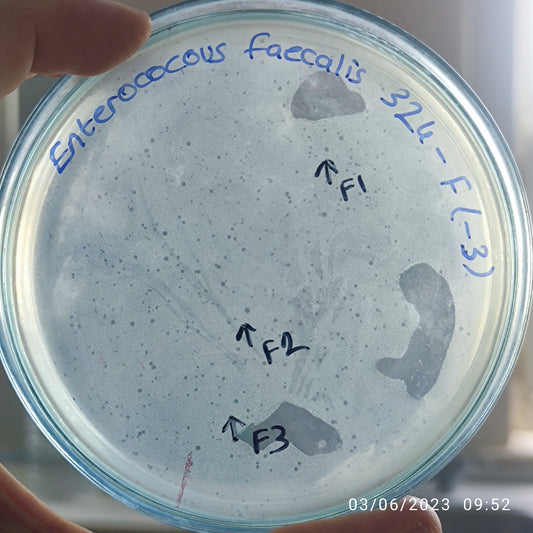 Enterococcus faecalis bacteriophage 110342F