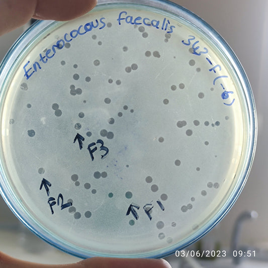 Enterococcus faecalis bacteriophage 110343F