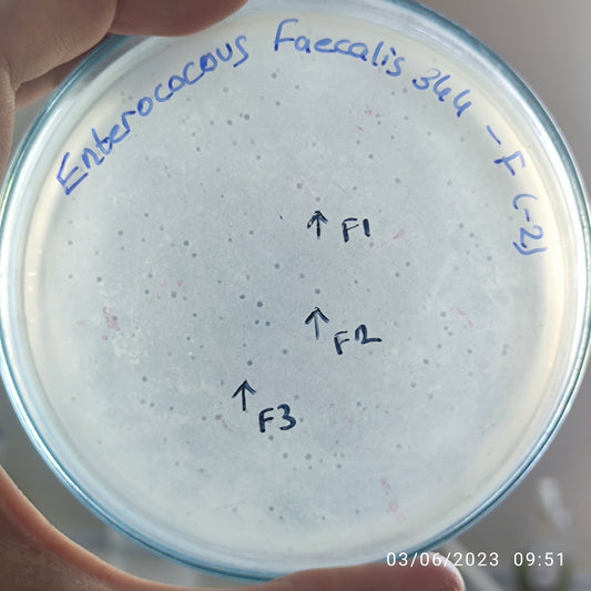 Enterococcus faecalis bacteriophage 110344F