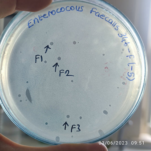 Enterococcus faecalis bacteriophage 110346F