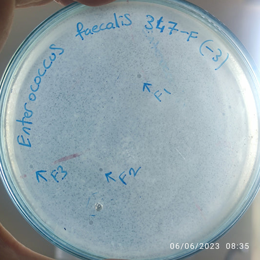 Enterococcus faecalis bacteriophage 110347F
