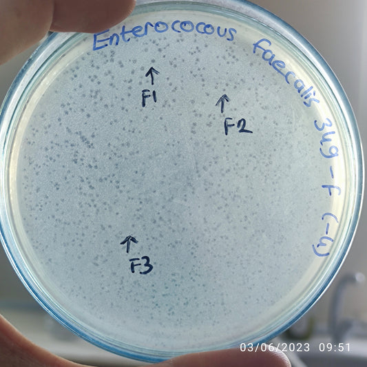 Enterococcus faecalis bacteriophage 110349F